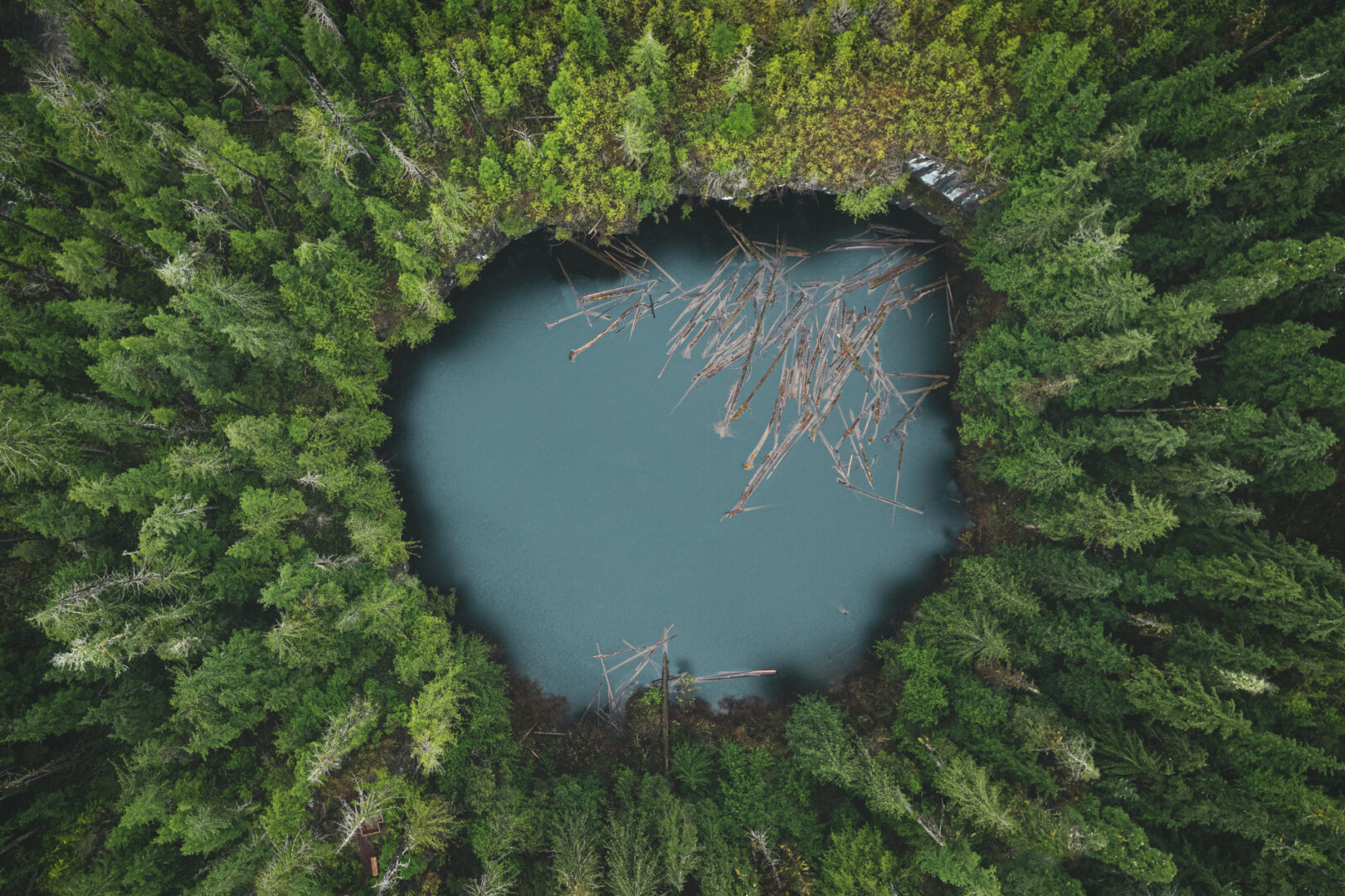 A water pit in the middle of a forest
