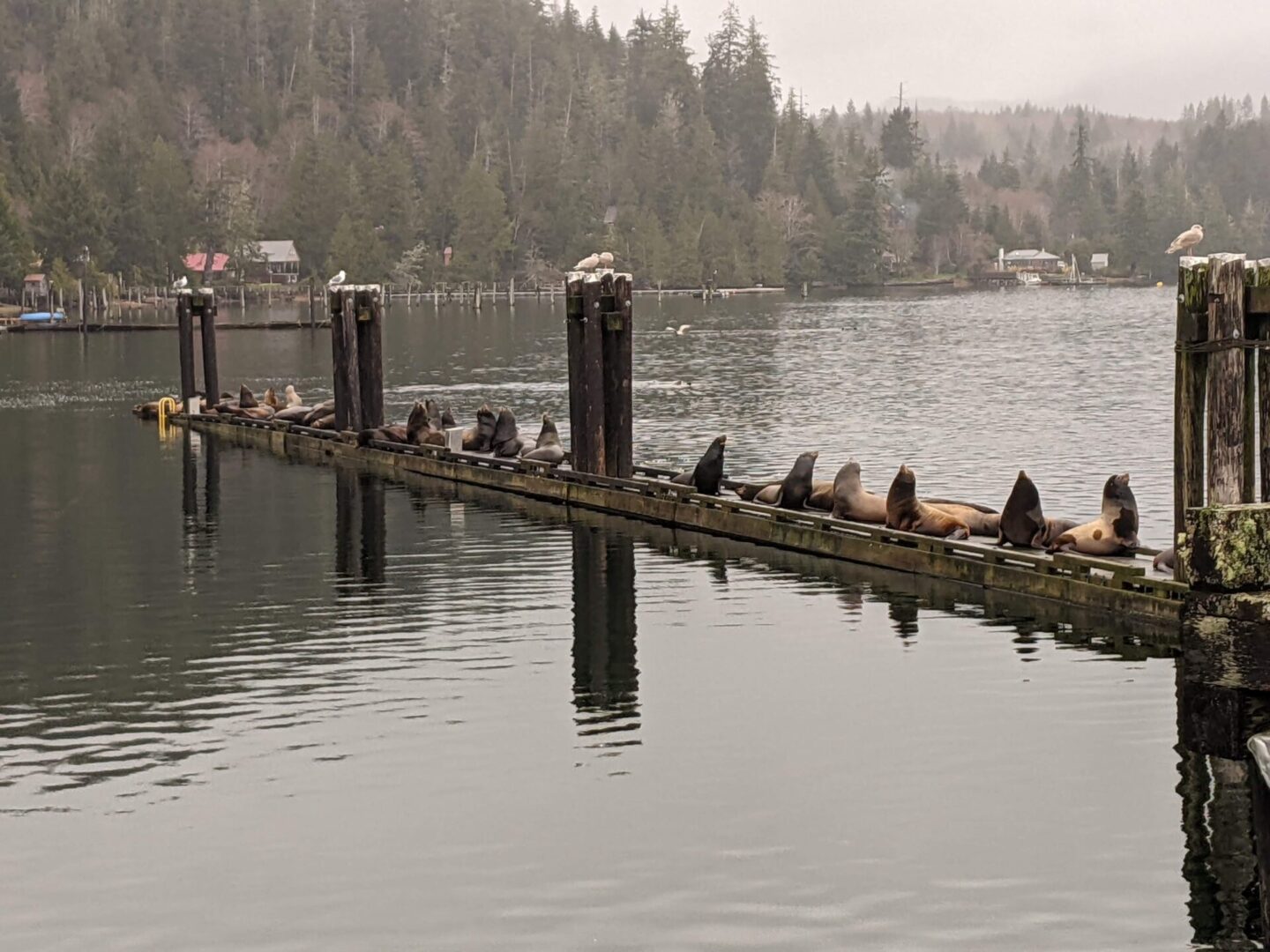 Seals on a lake